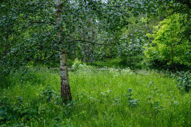 yaz aylarında yeşil çayırlar ve ağaçlar ile yeşil kırsal sahne