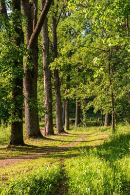 ritim desenli ormanda ağaç gövdesi doku duvarı