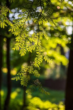 bulanıklık arka plan ile yeşil çim desen. yaz dokusu
