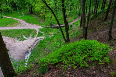 ritim desenli ormanda ağaç gövdesi doku duvarı