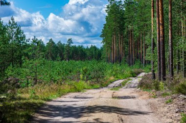 ritim desenli ormanda ağaç gövdesi doku duvarı