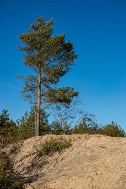 yeşil çayır çayır mera ortasında tek büyük ağaç