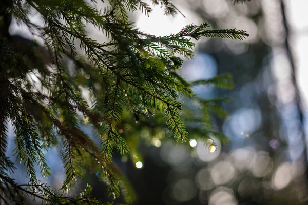 Groene natte sparren boomtakken in de natuur met onscherpe achtergrond — Stockfoto