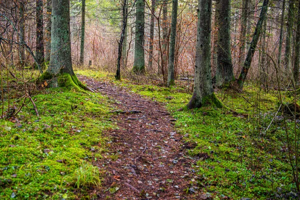 Árvore parede textura tronco na floresta com padrão de ritmo — Fotografia de Stock