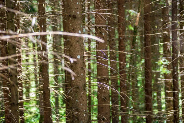 Struttura del tronco d'albero parete nella foresta con pattern ritmico — Foto Stock