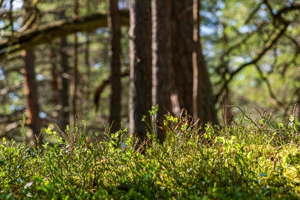 リズムパターンを持つ森の木の幹テクスチャウォール — ストック写真