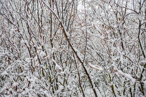 Зимой сухая растительность ветви деревьев и листья замерзшие покрытые wi — стоковое фото