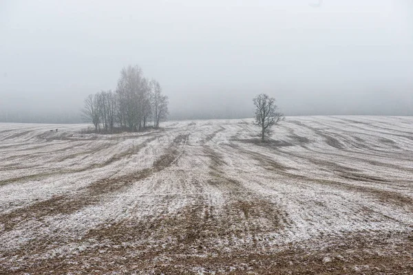 冬に雪が降る霧の野原と草原 — ストック写真