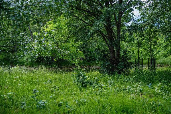 Zielone krajobrazy z zielonymi łąkami i drzewami w lecie — Zdjęcie stockowe