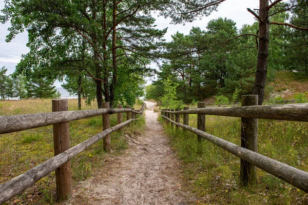 Sendero de senderismo soleado verano en el bosque para los turistas — Foto de Stock