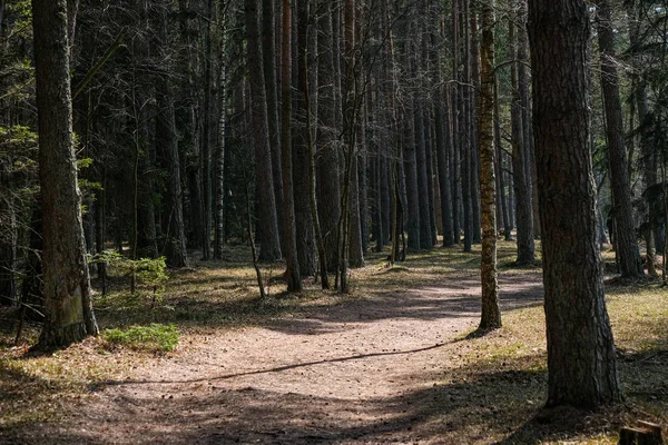 Forest textur med trädstam vägg i grön sommar — Stockfoto