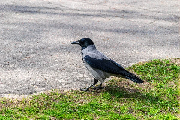 Kawanan burung makan di tanah pada waktu musim semi di negara — Stok Foto