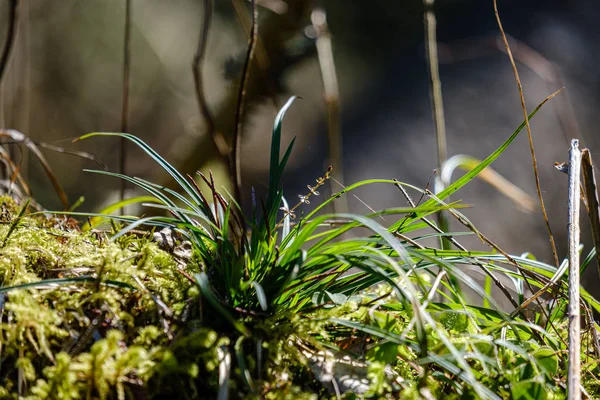 Första våren gröna blad av gräs blommar från nakna tomma GRO — Stockfoto