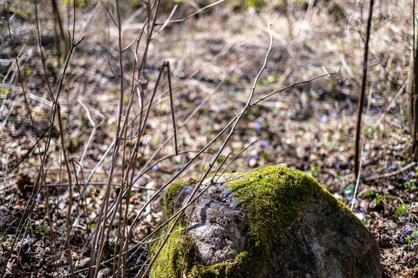 Velká skála v písku na venkově — Stock fotografie