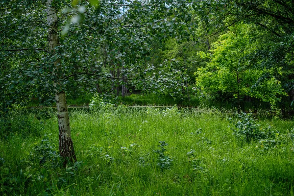 Yaz aylarında yeşil çayırlar ve ağaçlar ile yeşil kırsal sahne — Stok fotoğraf