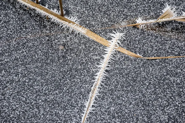 Hiver sec végétation arbres branches et feuilles givré couvert wi — Photo