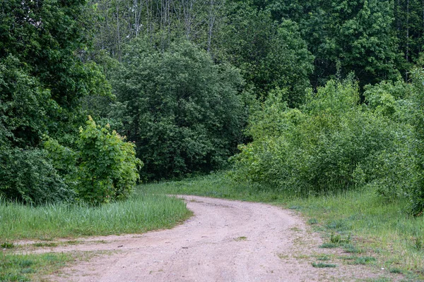yeşil yaz ağaç gövde duvar ile orman dokusu