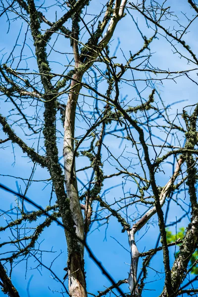 Struttura del tronco d'albero parete nella foresta con pattern ritmico — Foto Stock