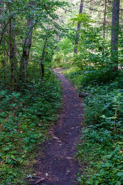 Sunny summer hiking trail footpath in the woods for tourists — Stock Photo, Image