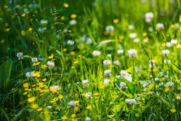 Wzór zielonej trawy z rozmycie tła. letnia tekstura — Zdjęcie stockowe