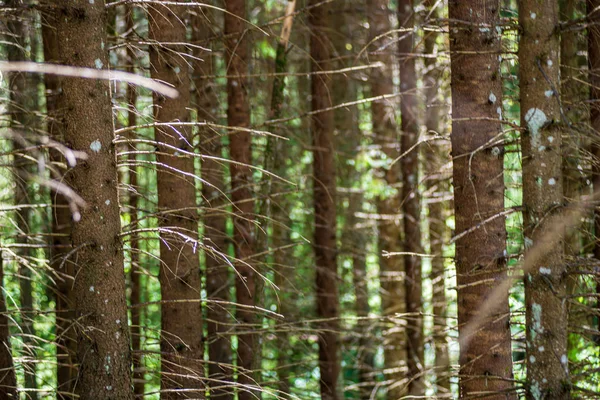 Деревянная стена в лесу с ритмичным рисунком — стоковое фото