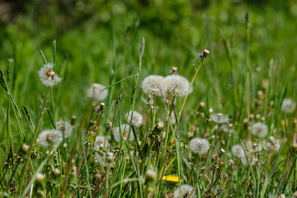 Erste frühlingshafte grüne Grasblätter, die aus nacktem, leeren Gras blühen — Stockfoto