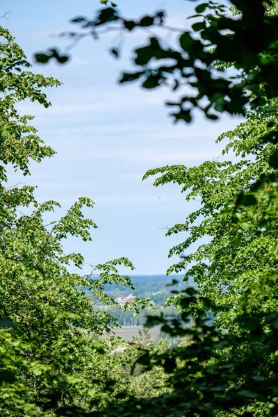 Waldstruktur mit Baumstammwand im grünen Sommer — Stockfoto