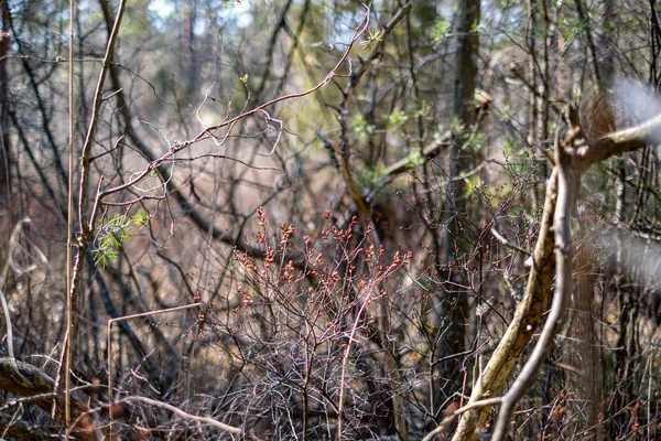 Pierwszy zielony liści kiełkowania z pustego podłoża na wiosnę — Zdjęcie stockowe