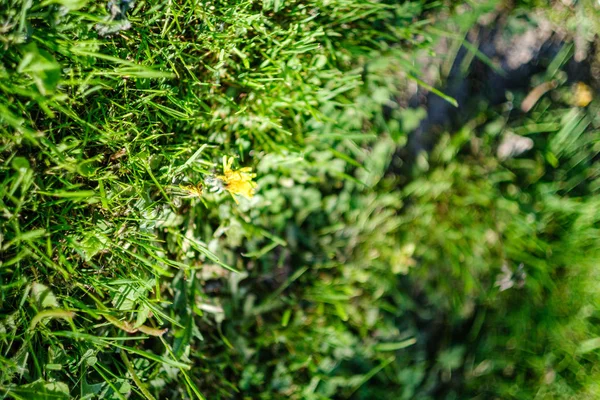 Primeira primavera folhas verdes de grama florescendo de gro vazio nu — Fotografia de Stock