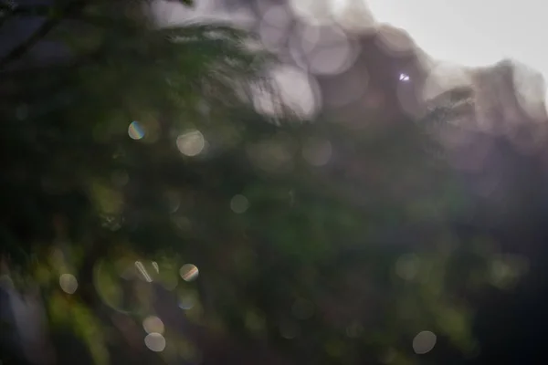 Zielone drzewa mokre świerk gałęzie w przyrodzie z rozmycie tła — Zdjęcie stockowe