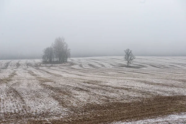 冬に雪が降る霧の野原と草原 — ストック写真