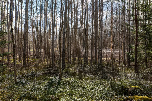 ritim desenli ormanda ağaç gövdesi doku duvarı