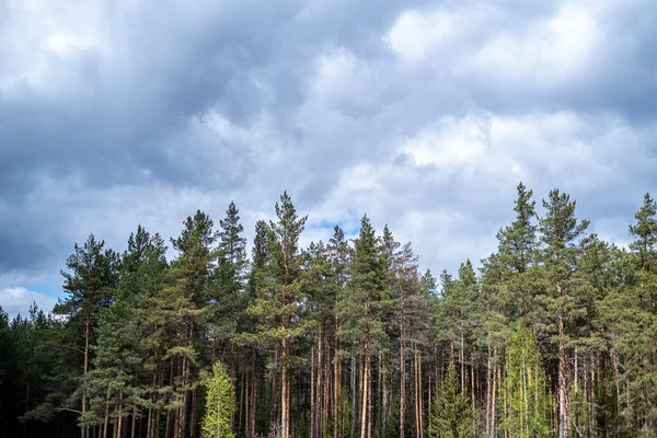 forest texture with tree trunk wall in green summer