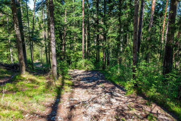 Árvore parede textura tronco na floresta com padrão de ritmo — Fotografia de Stock