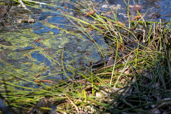 Textura de água com reflexos e rochas no fundo do riacho — Fotografia de Stock