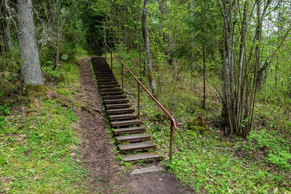 Zonnig zomer wandelpad voetpad in het bos voor toeristen — Stockfoto