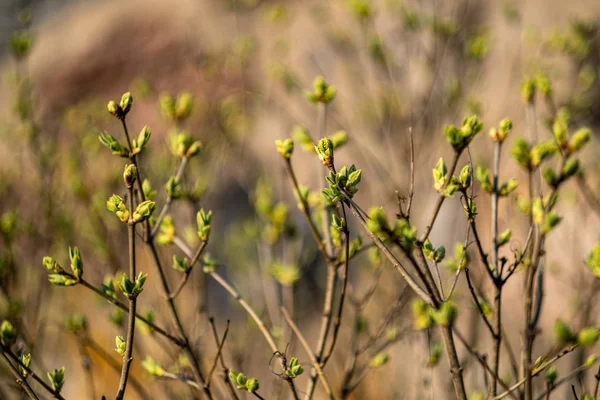 Erstes grünes Laub, das im Frühjahr aus dem leeren Boden sprießt — Stockfoto