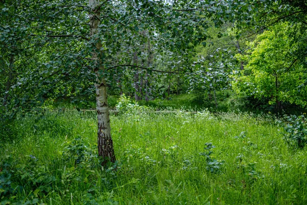 Grüne Landschaft mit grünen Wiesen und Bäumen im Sommer — Stockfoto