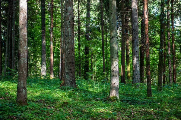 树荫纹墙在森林与节奏模式 — 图库照片