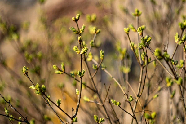 Erstes grünes Laub, das im Frühjahr aus dem leeren Boden sprießt — Stockfoto