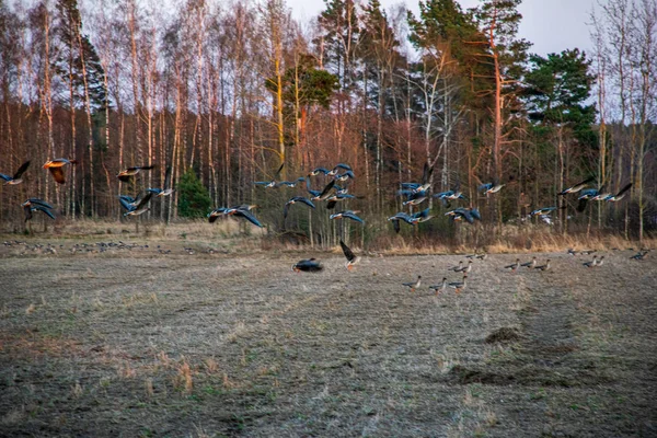 Stada ptaków karmiących na ziemi w okresie wiosennym w kraju — Zdjęcie stockowe