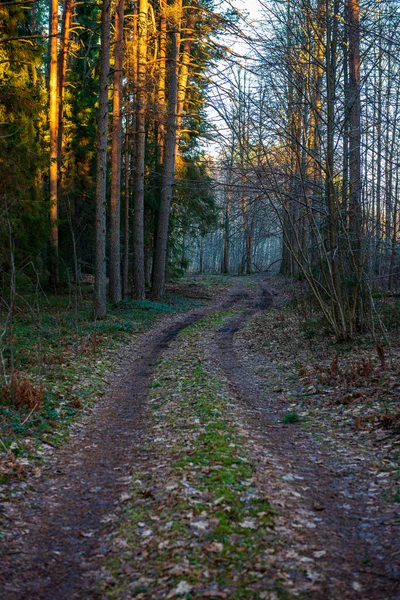 Ilkbaharda basit kırsal kir yol — Stok fotoğraf