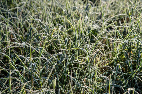 Winter trockene Vegetation Äste und Blätter frostig bedeckt wi — Stockfoto