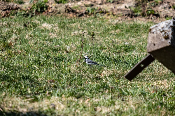 Eerste groene loof ontspruiten van lege grond in het voorjaar — Stockfoto