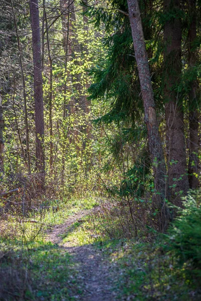 Baumstamm Textur Wand im Wald mit Rhythmus Muster — Stockfoto