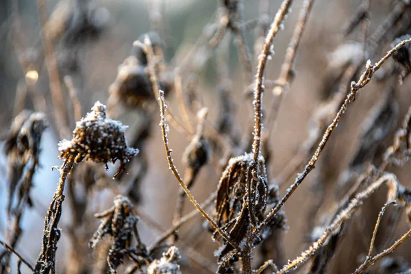 Winter droge vegetatie boom takken en bladeren bevroren bedekt wi — Stockfoto