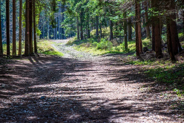 Árvore parede textura tronco na floresta com padrão de ritmo — Fotografia de Stock