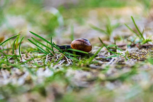 春の地面に最初の草を食べカタツムリ — ストック写真