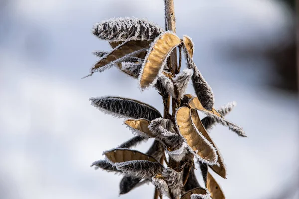 Winter dry vegetation tree branches and leaves frosty covered wi — 스톡 사진