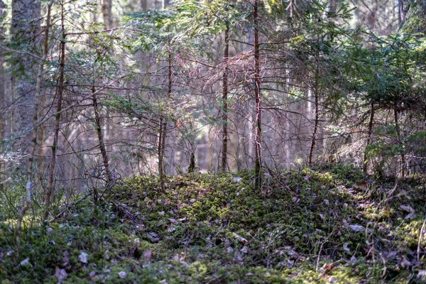 Forest textur med trädstam vägg i grön sommar — Stockfoto